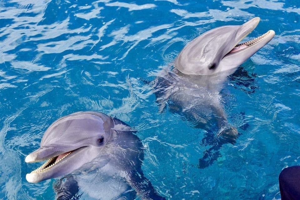 Dolphin House Hurghada: Guided Snorkeling Tour + Roundtrip Transfer + Lunch