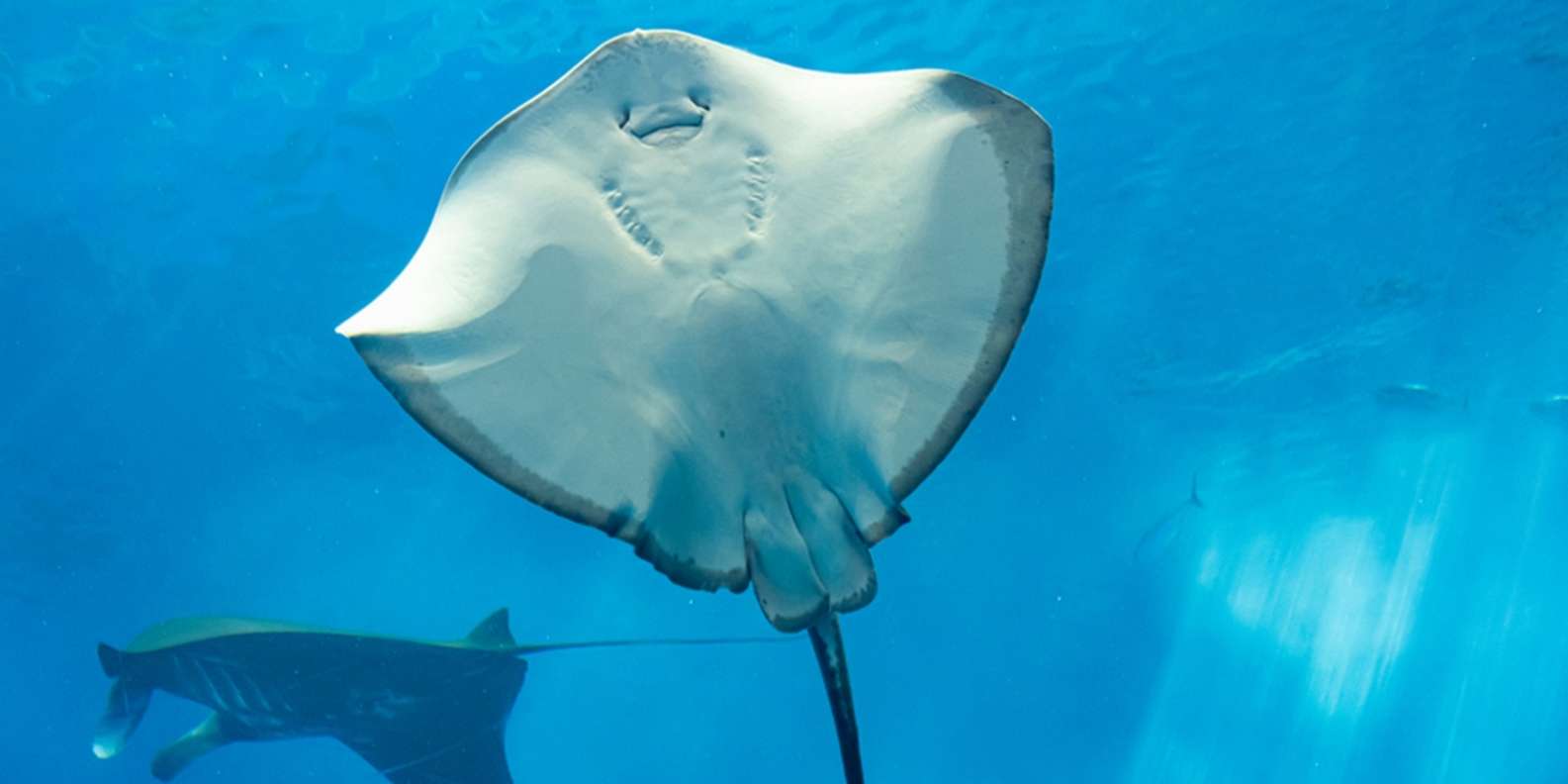 Sharm El Sheikh: Glass Bottom submarine Tour & Transfer