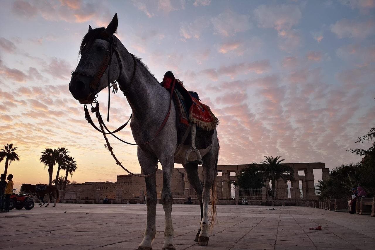 Full-Day Trip to Luxor by Plane from Cairo