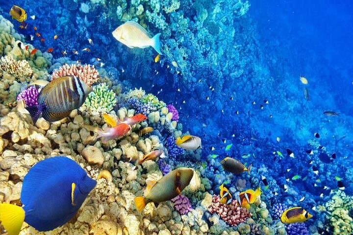 Hurghada Snorkelling