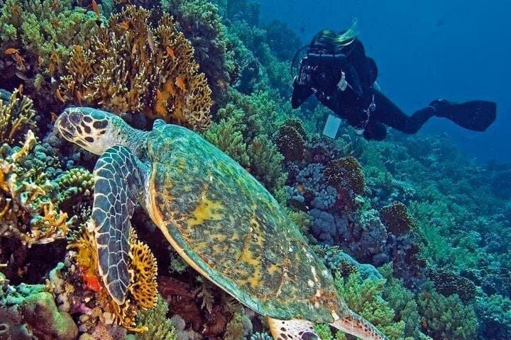 Hurghada Daily Scuba Dive Trip