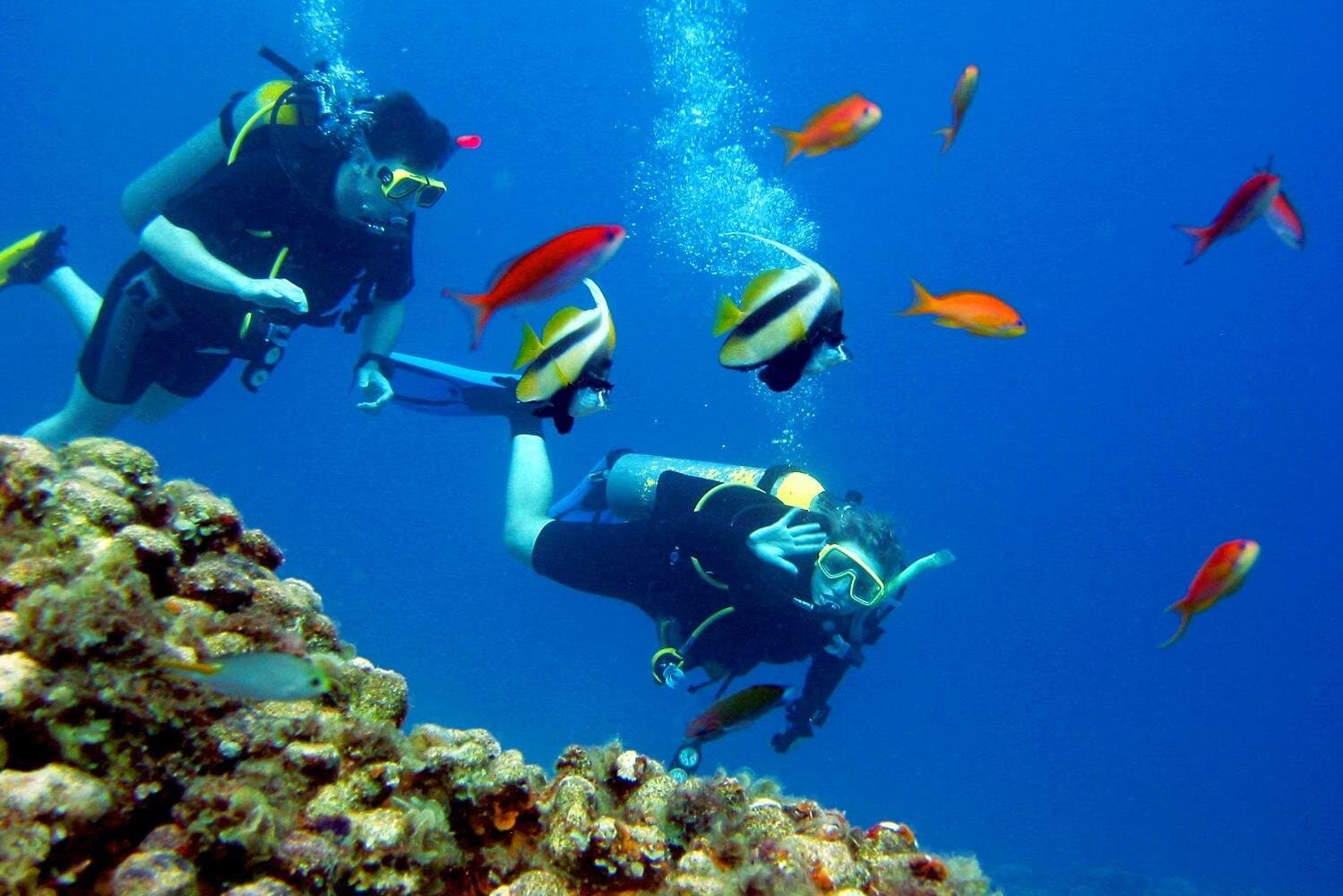 El Gouna: Dolphin Scuba Diving Tour with Lunch & Transfer