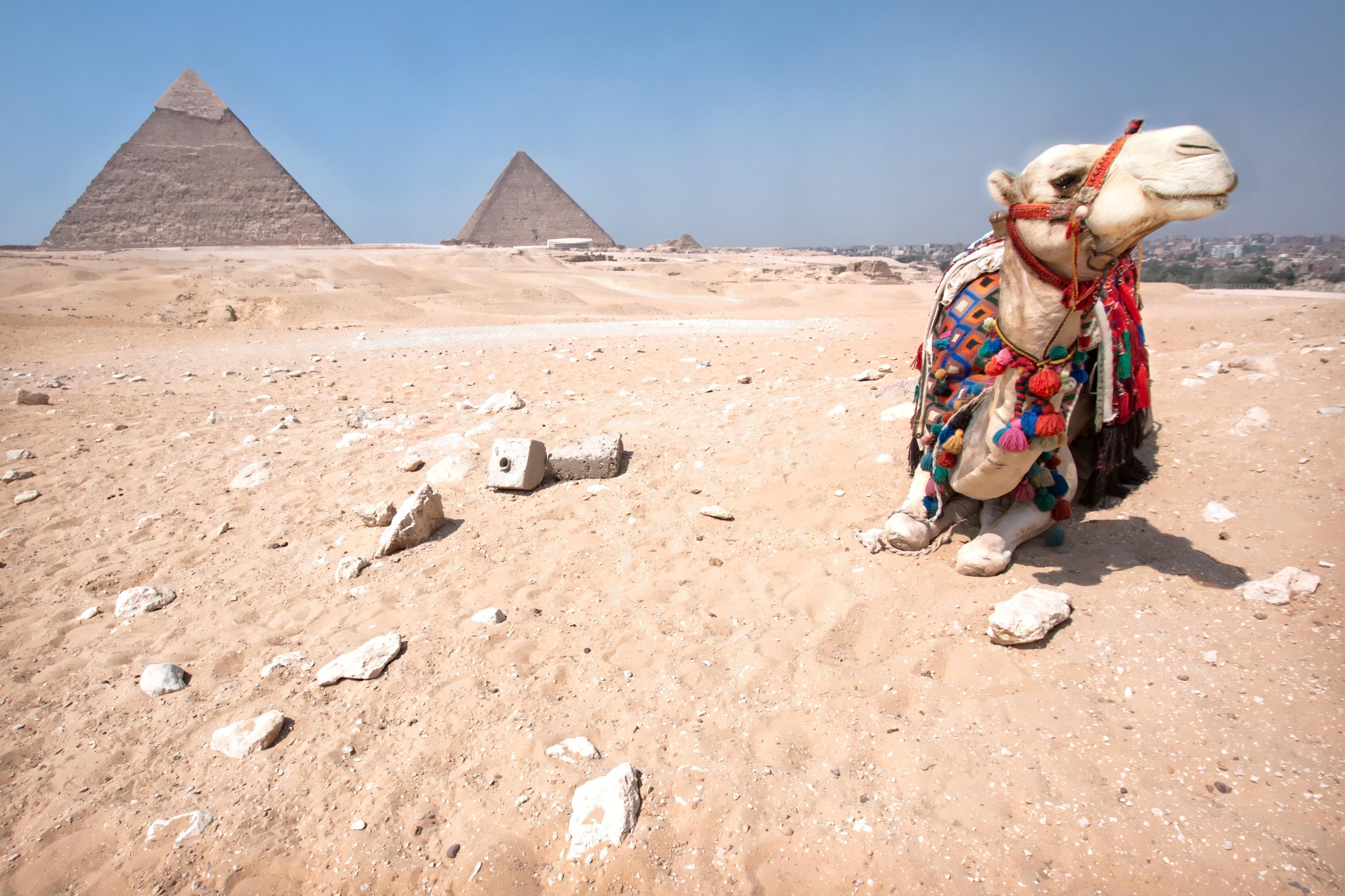 Sunset Safari Tour By Horse or Camel Ride