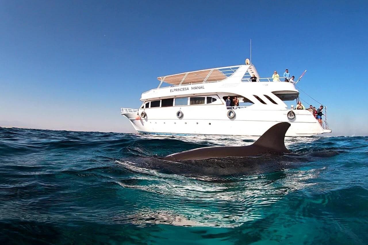 Royal Dolphin House Sea Trip Hurghada