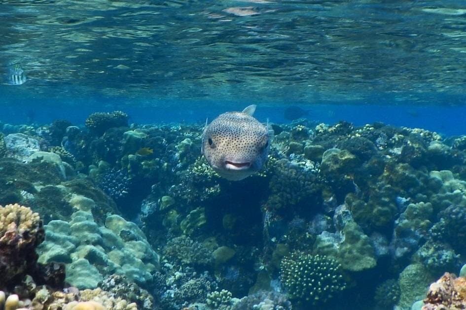 Private Full Day Snorkeling Activity in Marsa Alam