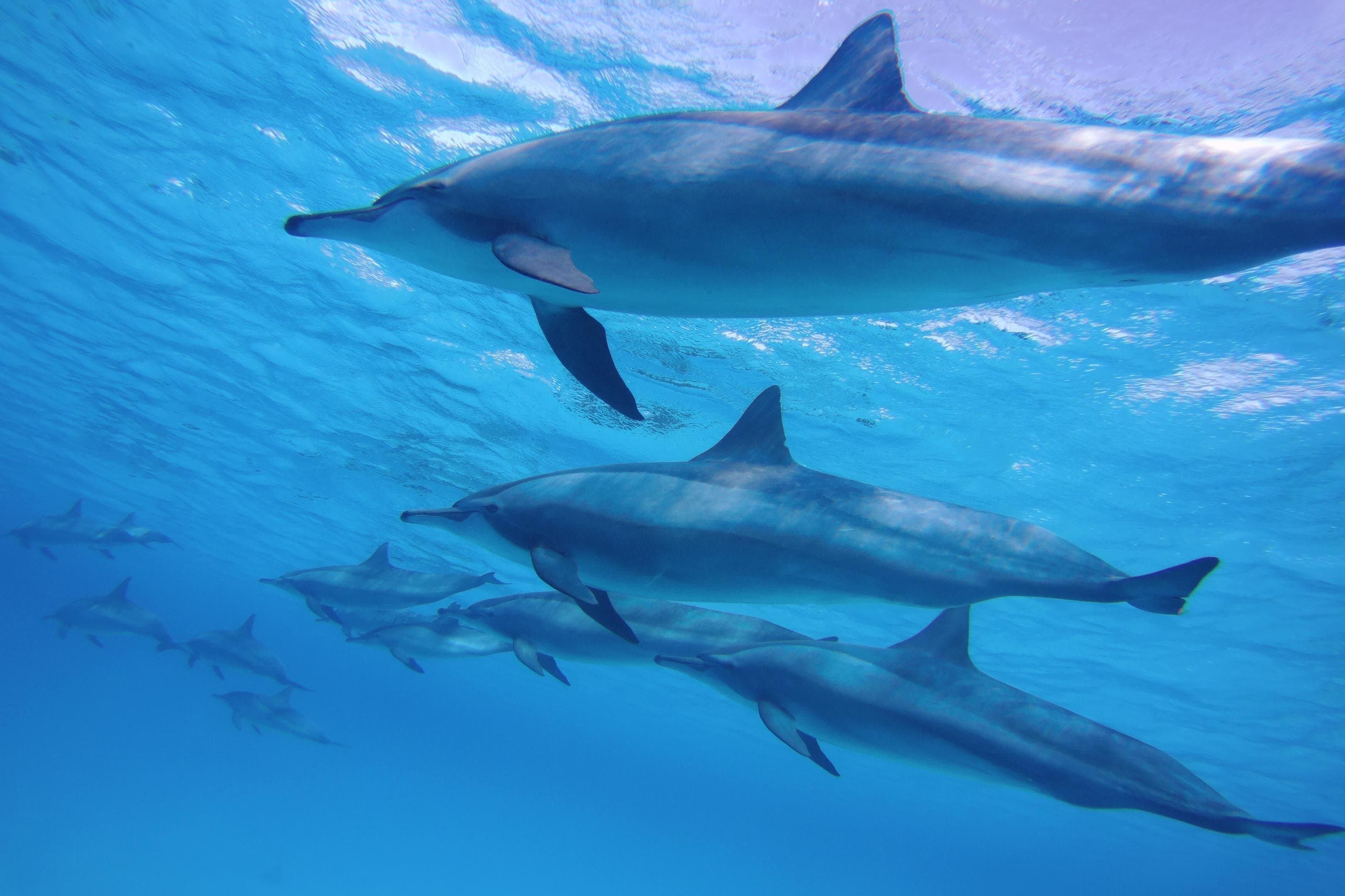 Satayeh Reef Swim With Dolphin in and Snorkeling Sea Trip With Lunch -Marsa Alam