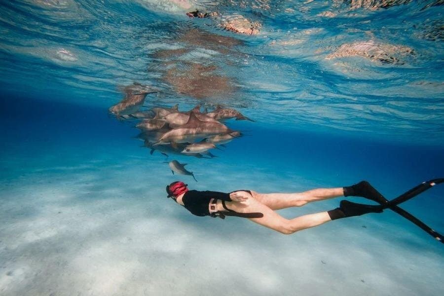 Snorkeling at Sataya Dolphin House With Lunch​​​​ - Marsa Alam