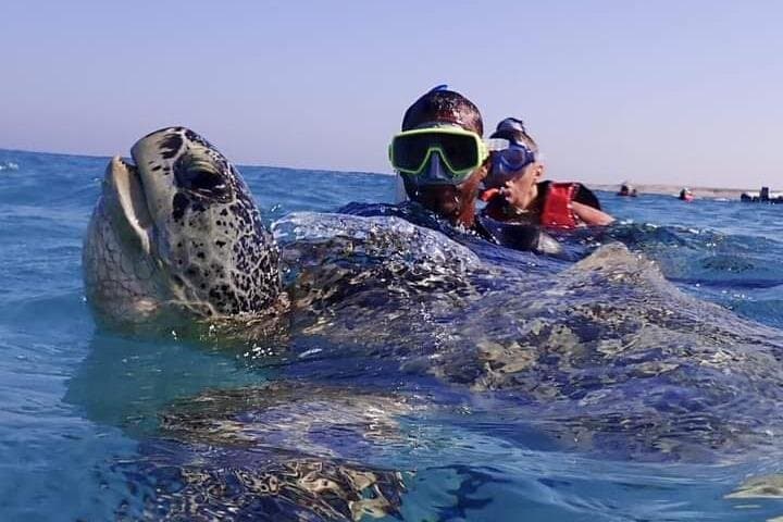 Marsa Mubarak Boat Trip with Turtles & Dugongs from Marsa Alam