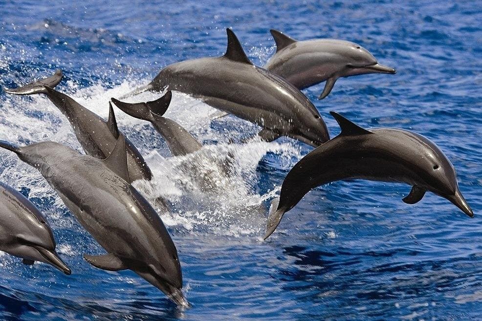 Hurghada Dolphin House Trip Snorkelling, Water sports and lunch
