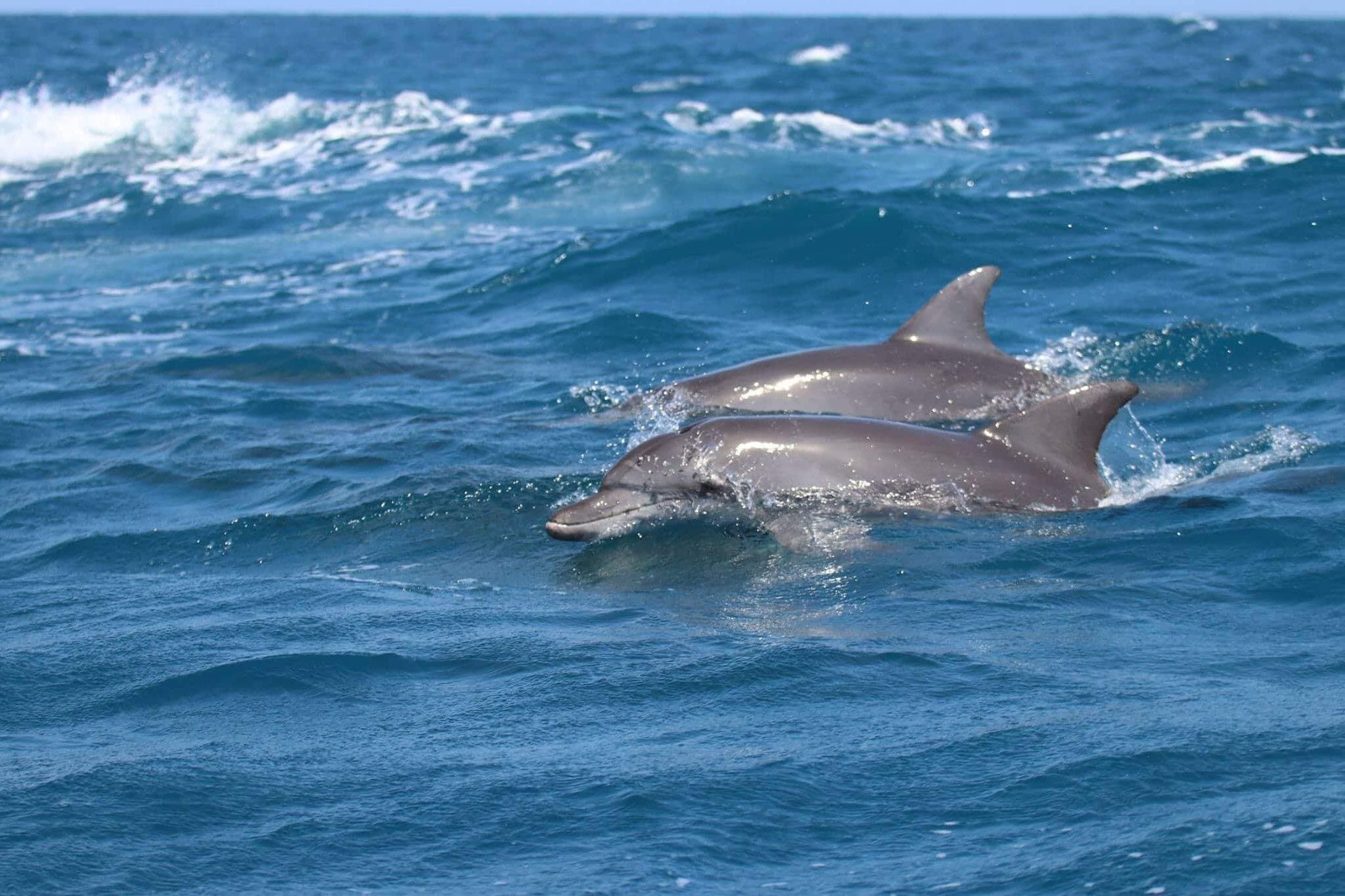 Dolphin Watching Family Adventure – Sharm El Sheikh