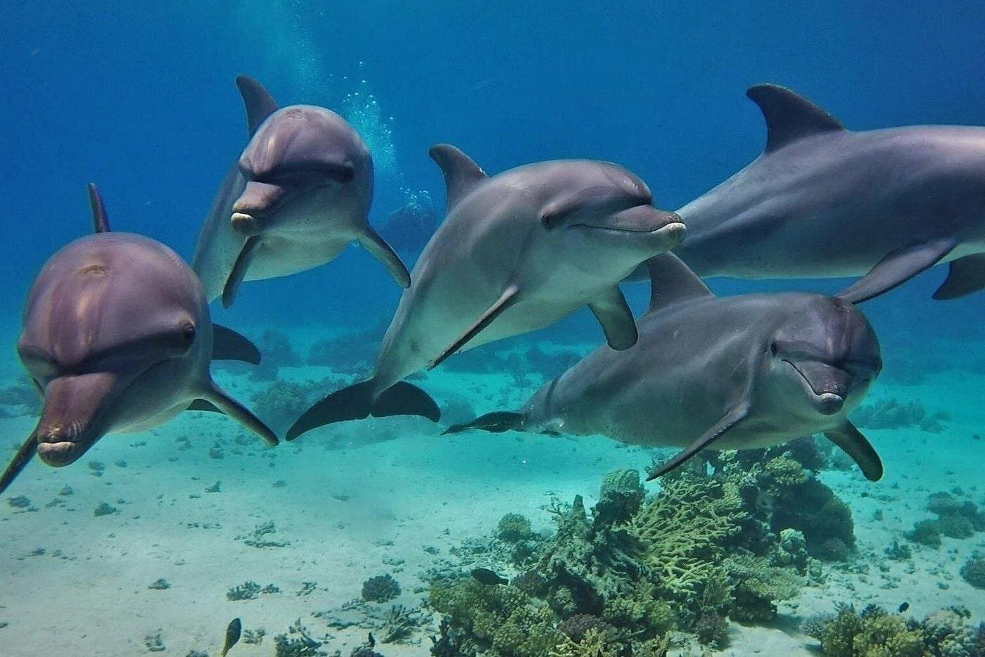 Dolphin House VIP Sea Trip & Scuba Diving – Hurghada