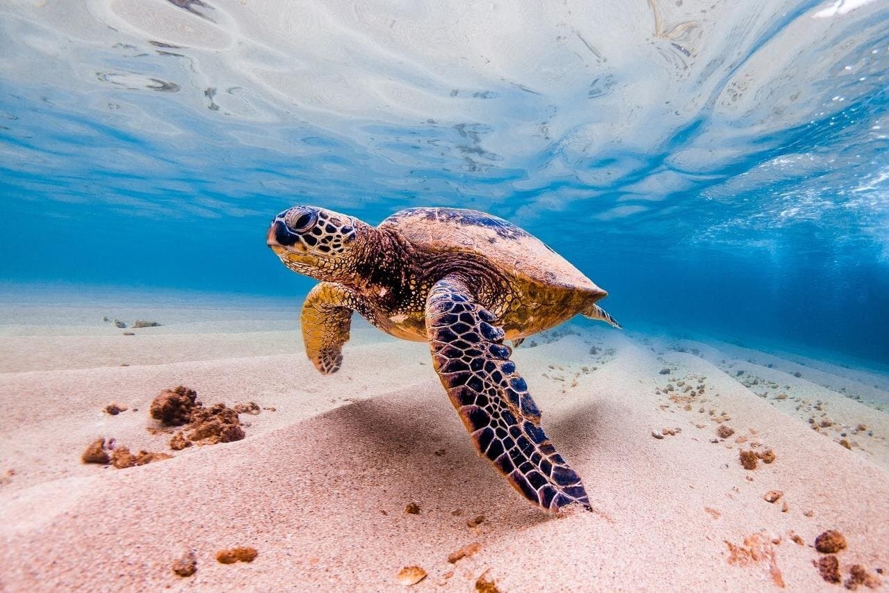 Sea Turtles Marsa Mubarak, Boat trip with Snorkeling-Marsa Alam