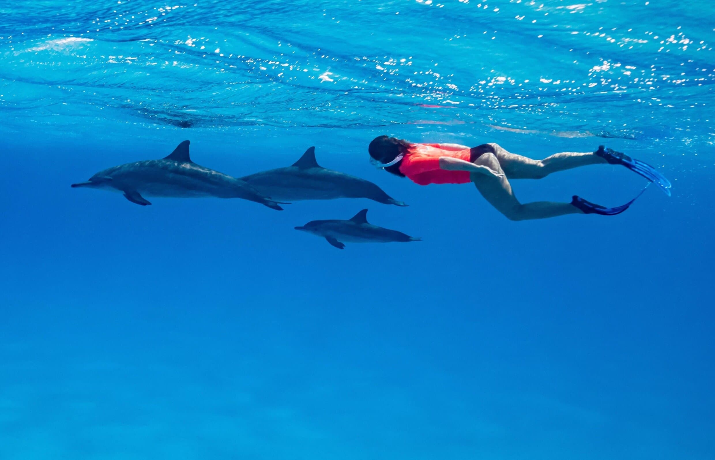 Dolphin house VIP trip in hurghada with snorkeling & lunch