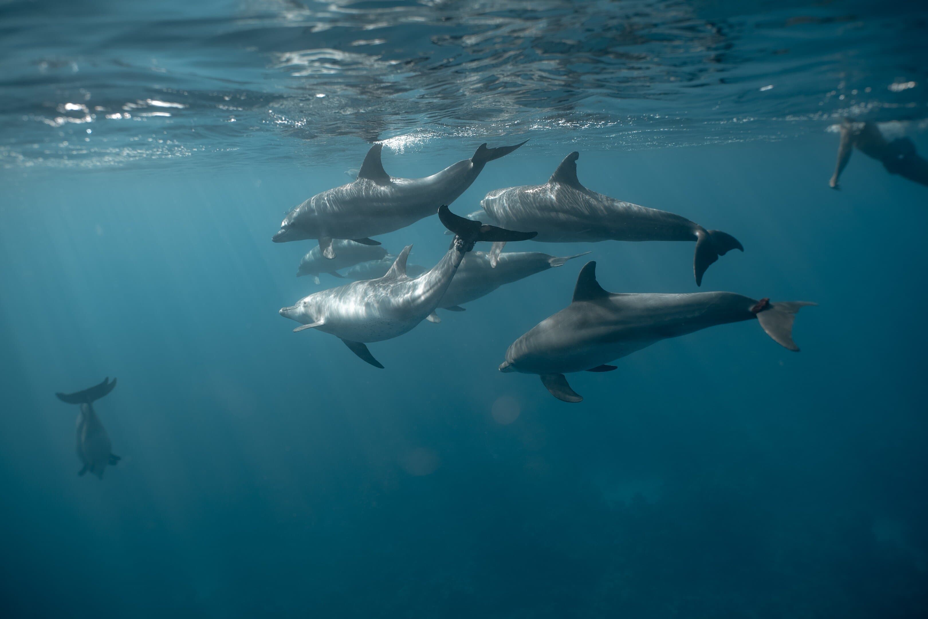 100%PRIVATE Speedboat Trip– Dolphin House,Snorkeling,White island