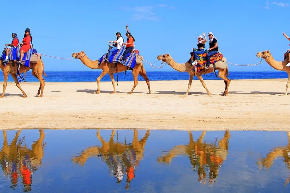 One Hour Camel Riding Adventure With transfer in Sharm El Sheikh
