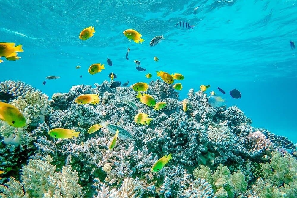 Scuba Diving in Hurghada with Delicious Onboard Lunch