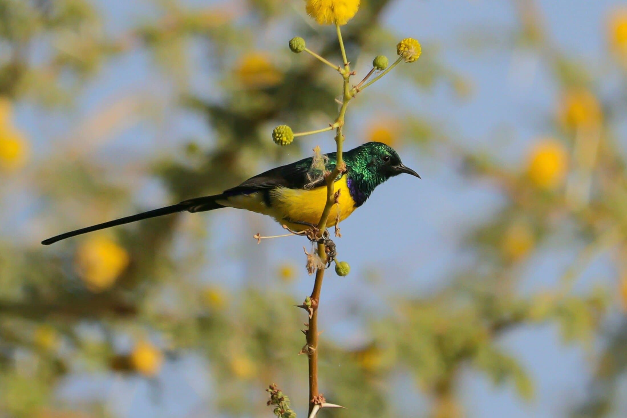 Aswan Birdwatching Experience on the Nile