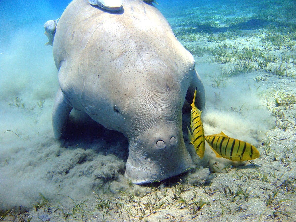 Half-Day Snorkeling Experience on Abu Dabbab Beach from Marsa Alam