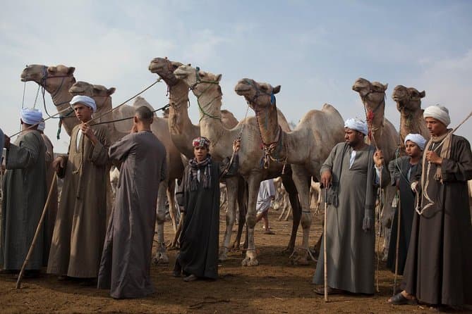 Cairo Unusual Day Tour Visit Camel Market in Birqash