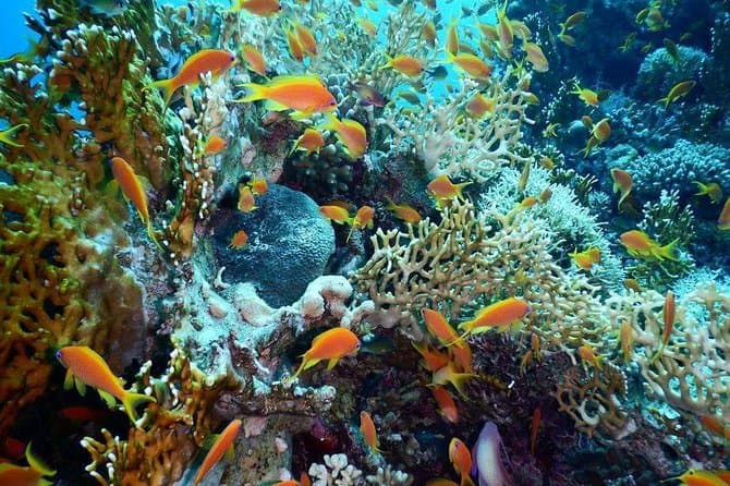 Viaje de buceo en el Mar Rojo desde Hurghada: principiantes hasta buceadores avanzados