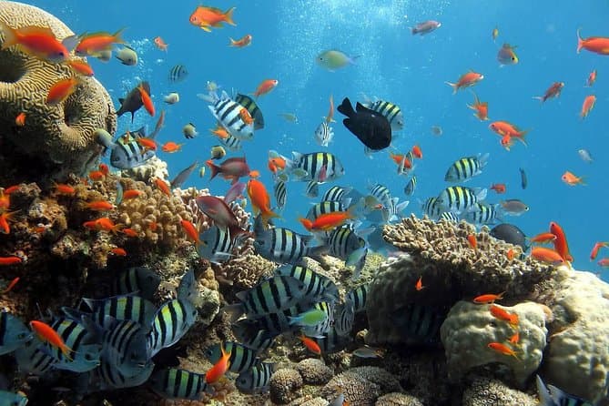 A wonderful Day To Hurghada Red Sea Snorkeling from Luxor