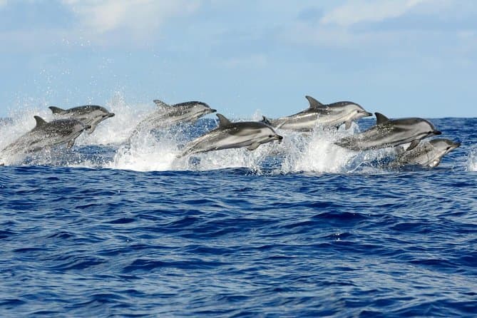 Full Day Snorkeling Trip Dolphin round House