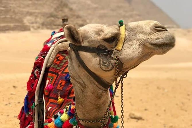 8-hours private tour Giza pyramids, lunch, camel ride and Egyptian museum
