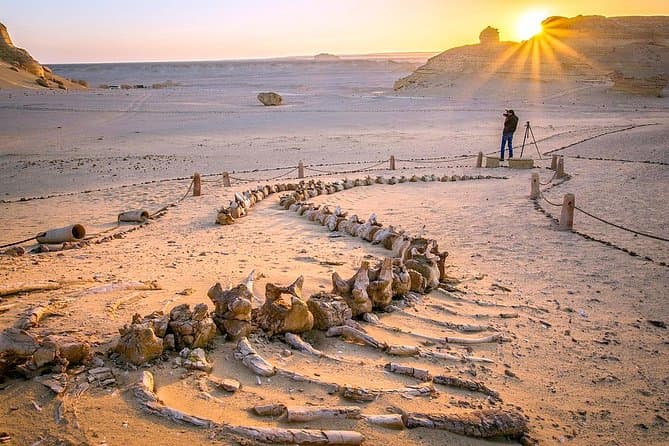 Day Trip to Valley of Whales from Cairo - Wadi El Hitan
