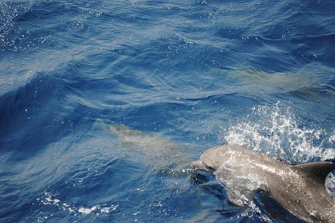 Meet the dolphins in snorkeling tour