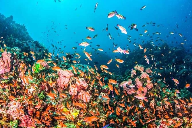 Red Sea Hurghada and Snorkeling Tour