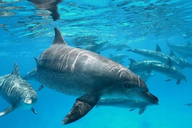 Dolphin Watching Trip with snorkeling and the island