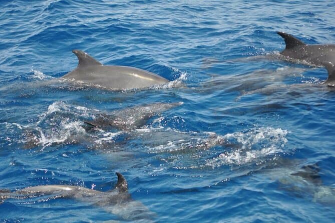 Dolphin tour from El Gouna