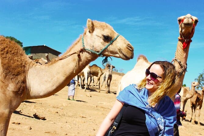 Private Day Tour to Camel Market of Birqash In Cairo