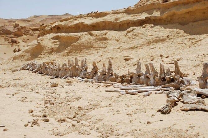 Private Tour zum Tal der Wale & zu den Wasserfällen des Wadi El Rayan im Fayum ab Kairo
