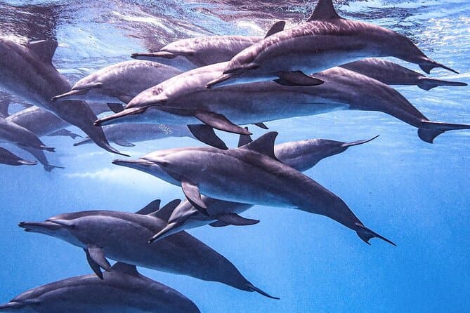 Full-Day Dolphin Watching and Snorkelling in Hurghada