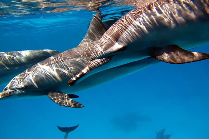 Half Day Private Tour Dolphin Watching And Snorkeling