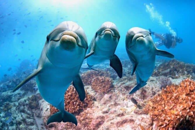 Full-Day Dolphin House from Hurghada