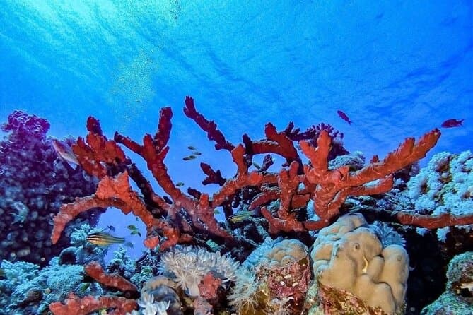Explore Hurghada Two Thrilling Boat Dives for Certified Divers