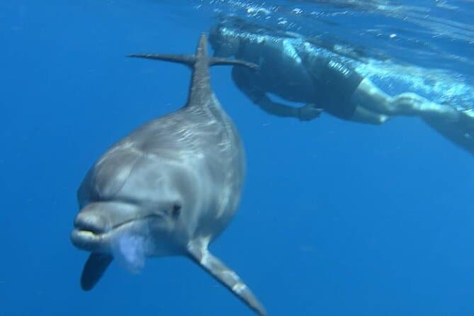 From Hurghada: Dolphin House Snorkeling Boat Tour with Lunch