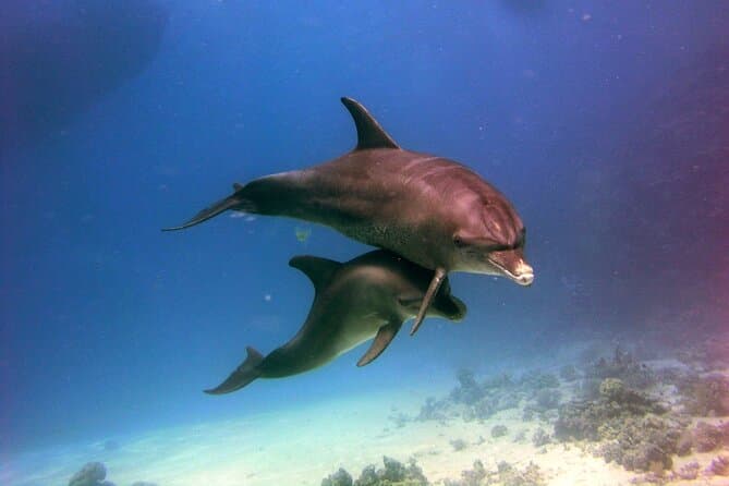 VIP Full Day Dolphin House Trip by Luxury Boat with Lunch