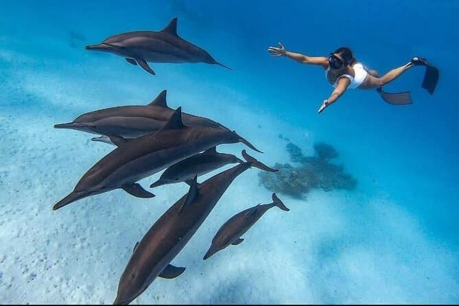 Swim with Dolphins VIP snorkeling Boat Trip with lunch - Hurghada