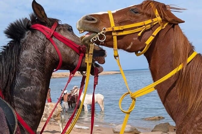 Horse Riding