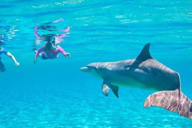 Dolphin House & Red Sea Snorkeling Adventure with Lunch&Transfers