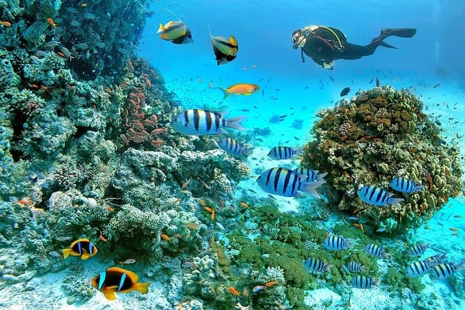 Snorkeling and Relaxation at Giftun Island from Hurghada