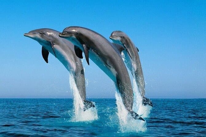 7 Hours Dolphin House tour Snorkeling, Lunch & Transfer- Hurghada