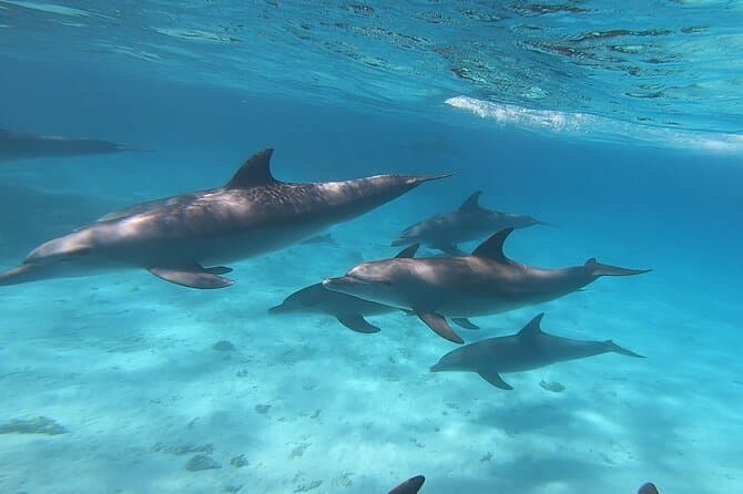 Magawish Island & watching Dolphin by Boat Trip from Hurghada.