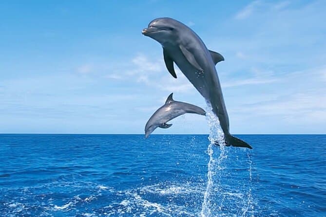 Hurghada Boat trip to Dolphin House and Snorkeling
