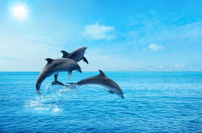 Hurghada: Dolphin Watching & Snorkeling Boat Trip with Lunch