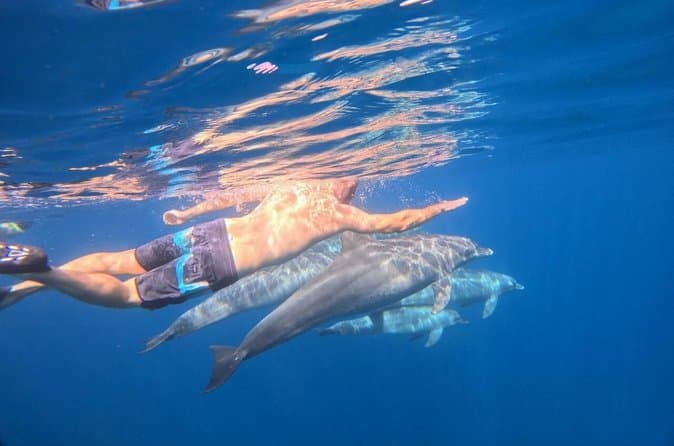 Official Dolphin House & coral reef snorkeling Trip with lunch