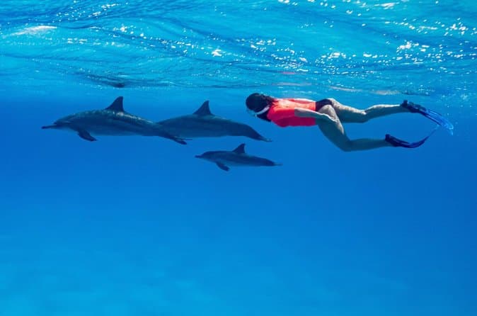 Dolphin house VIP trip in hurghada with snorkeling & lunch